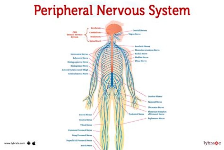 Are a part of the peripheral nervous system?