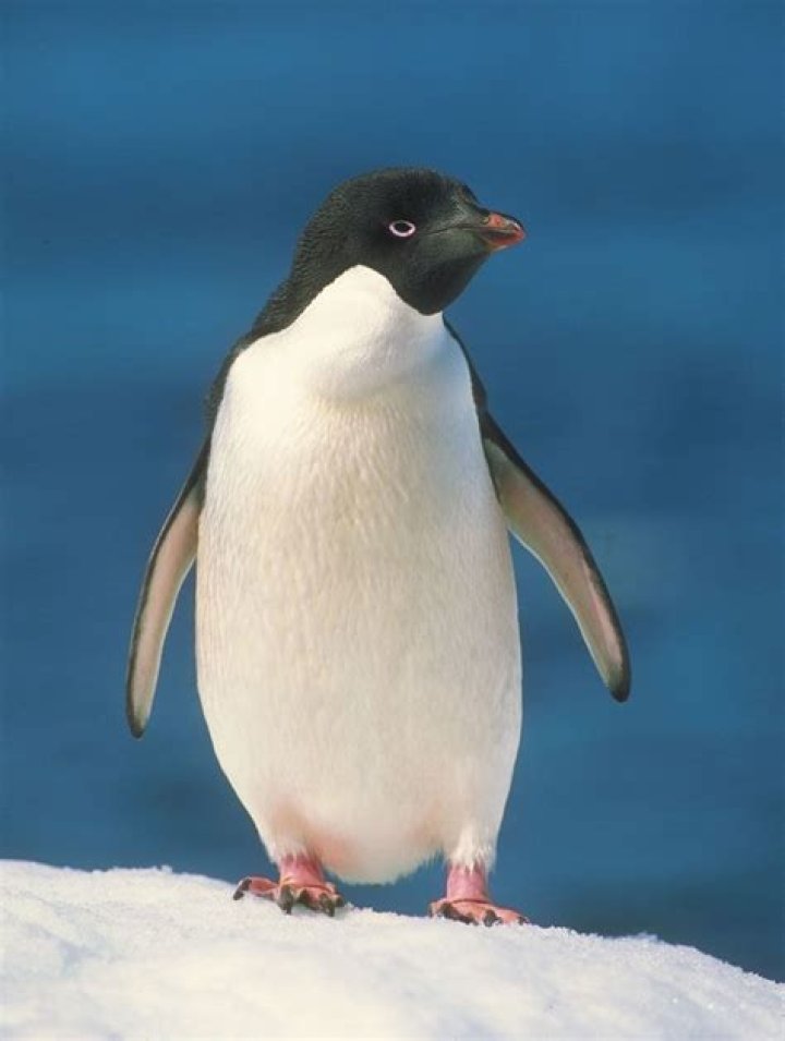 Are a penguin a bird or mammal?