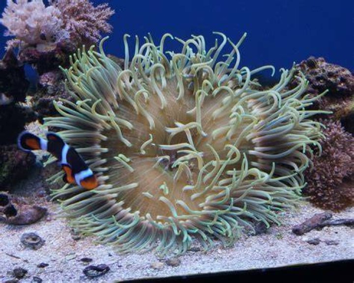 Are anemones hard to keep?