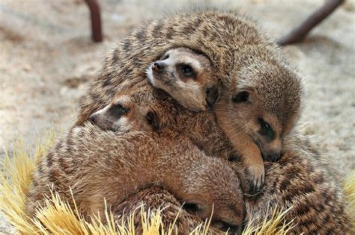 Are animal lovers more empathetic?
