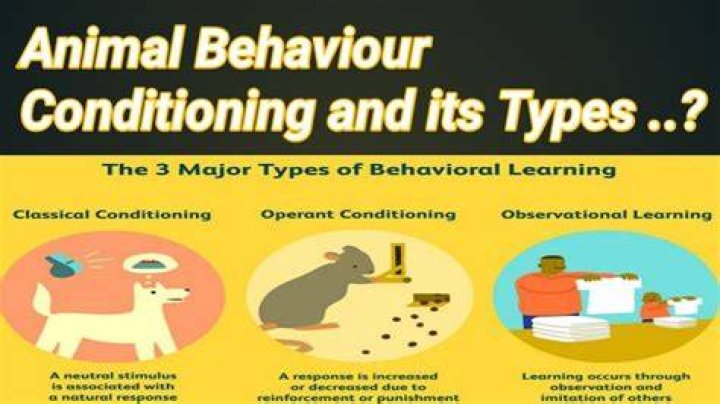 Are animals behaviors learned?