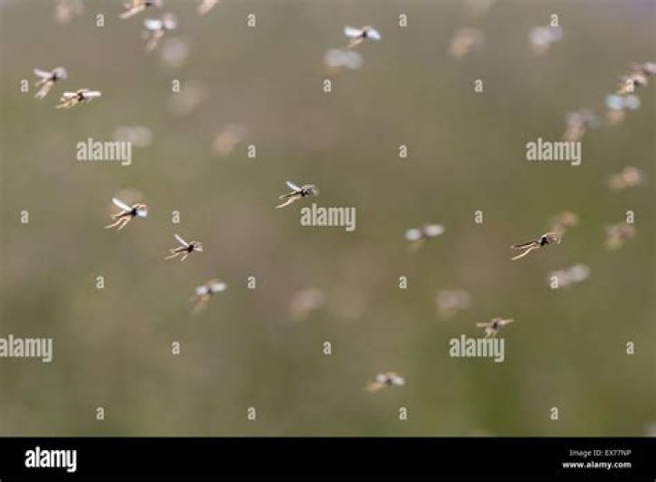 Are any mosquitoes still flying?