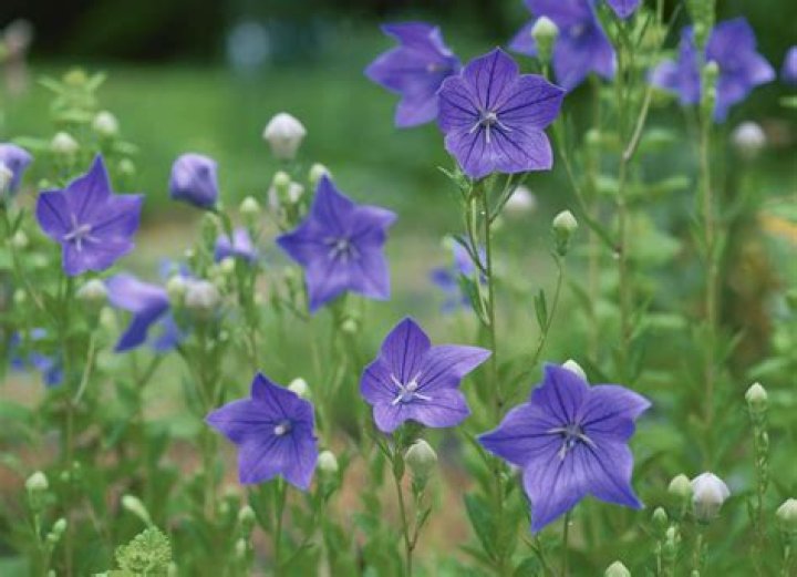Are balloon flowers perennials?