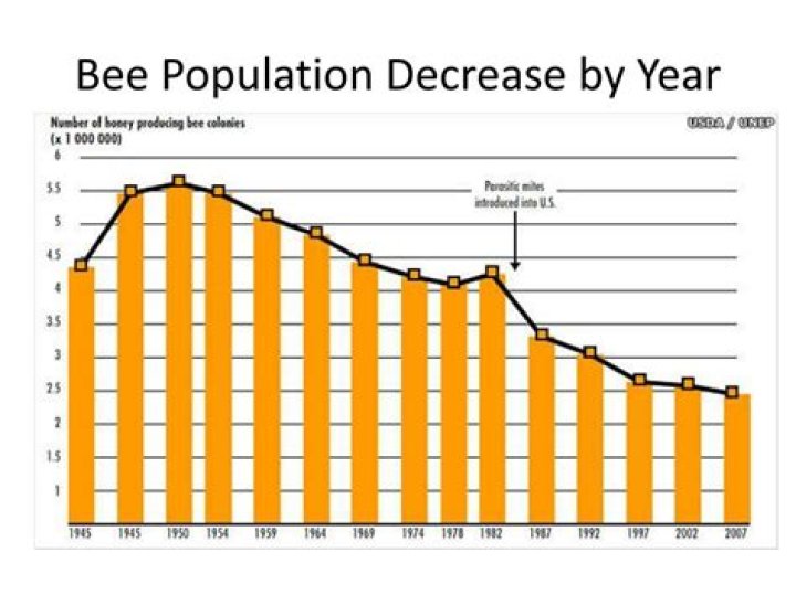Are bee populations declining?