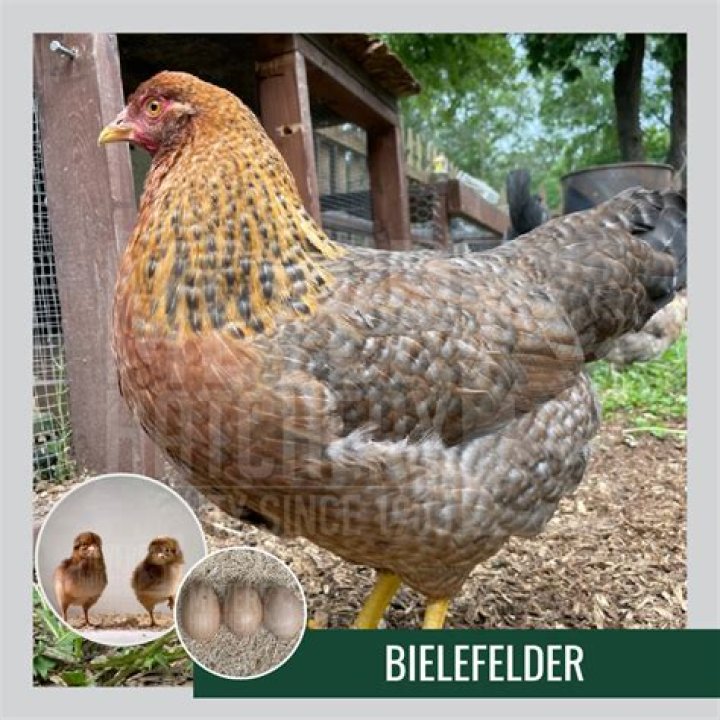 Are bielefelder chickens quiet?