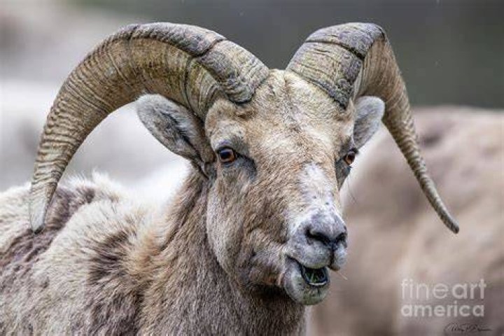 Are bighorn sheep white?