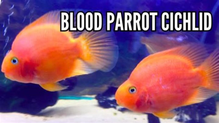 Are blood parrot fish dyed?