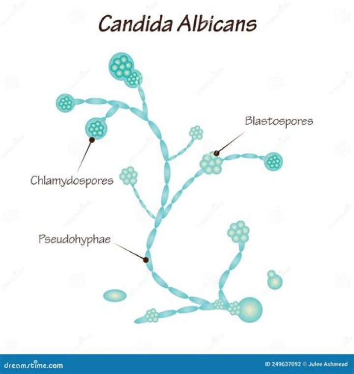 Are candida albicans aerobic or anaerobic?