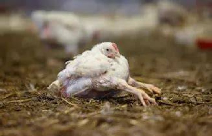 Are chickens humanely killed?