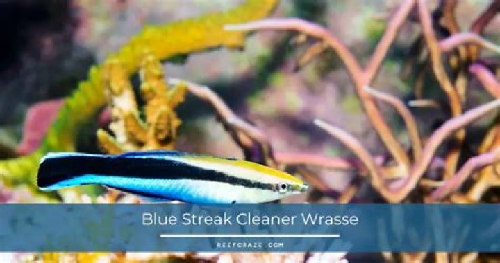 Are cleaner wrasse reef safe?
