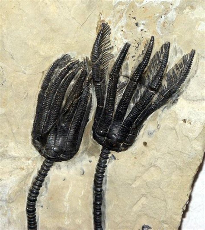 Are crinoids still alive?