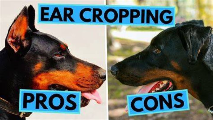 Are cropping ears bad?