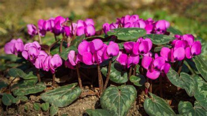 Are cyclamen winter flowering?