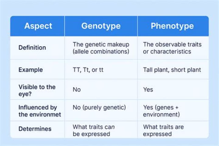 Are examples of phenotypes?