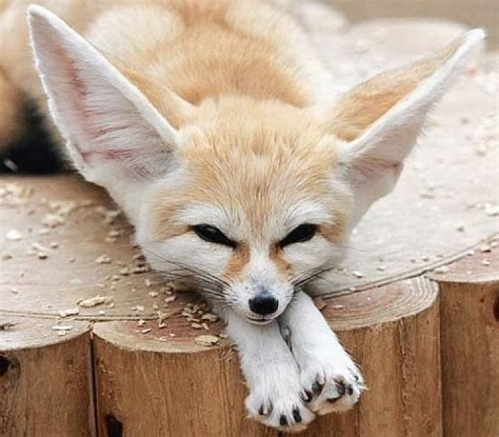 Are fennec foxes good pets?