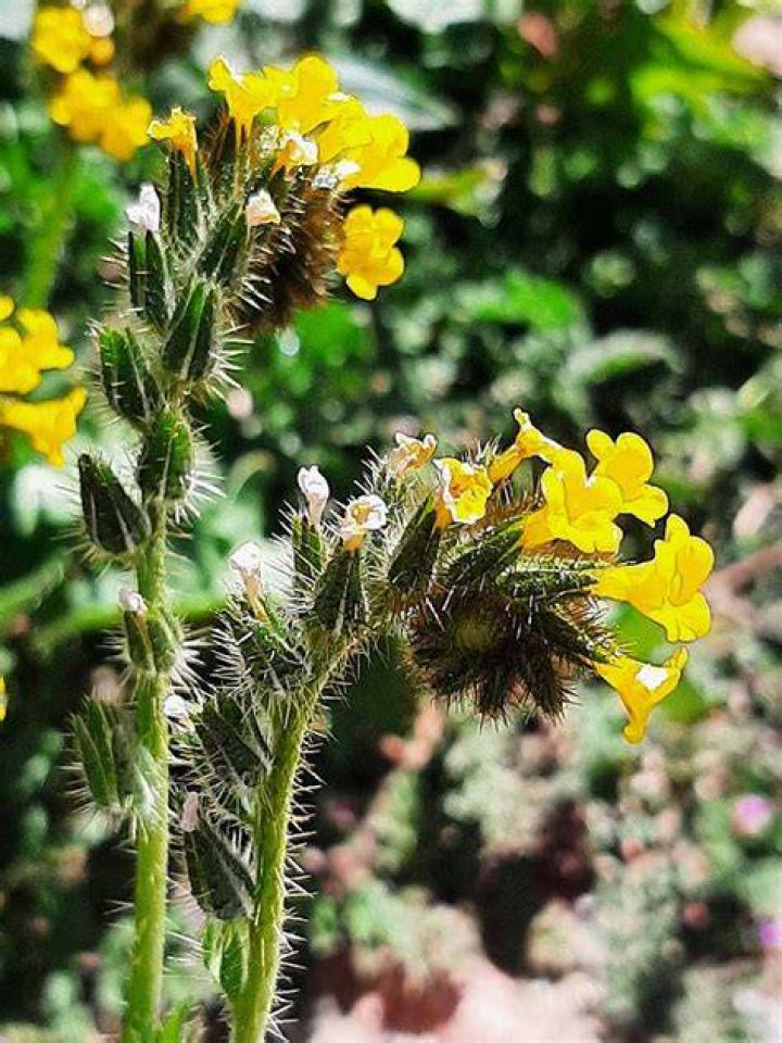 Are fiddleneck plants toxic to horses?