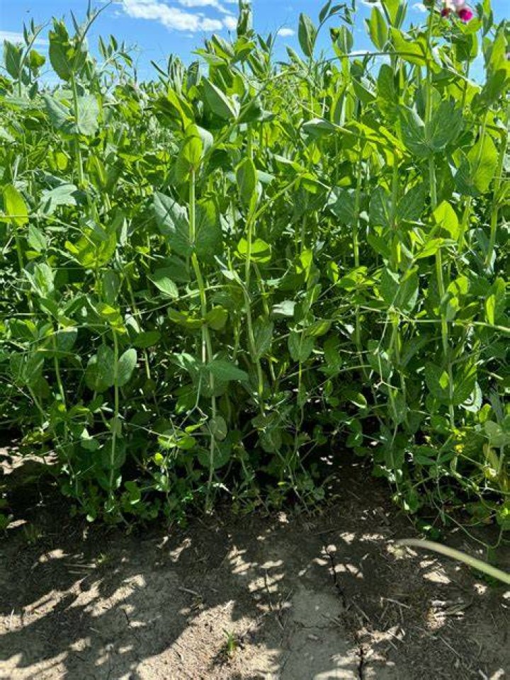 Are forage peas edible?