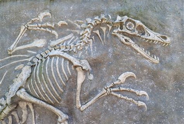 Are fossilized dinosaur bones?