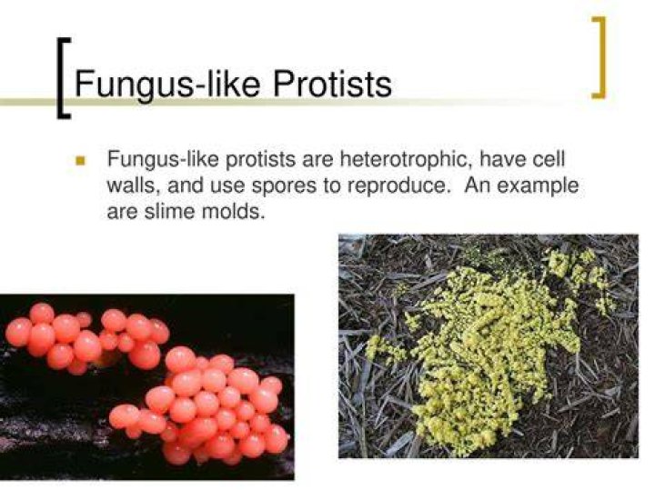 Are fungus like protists heterotrophs?