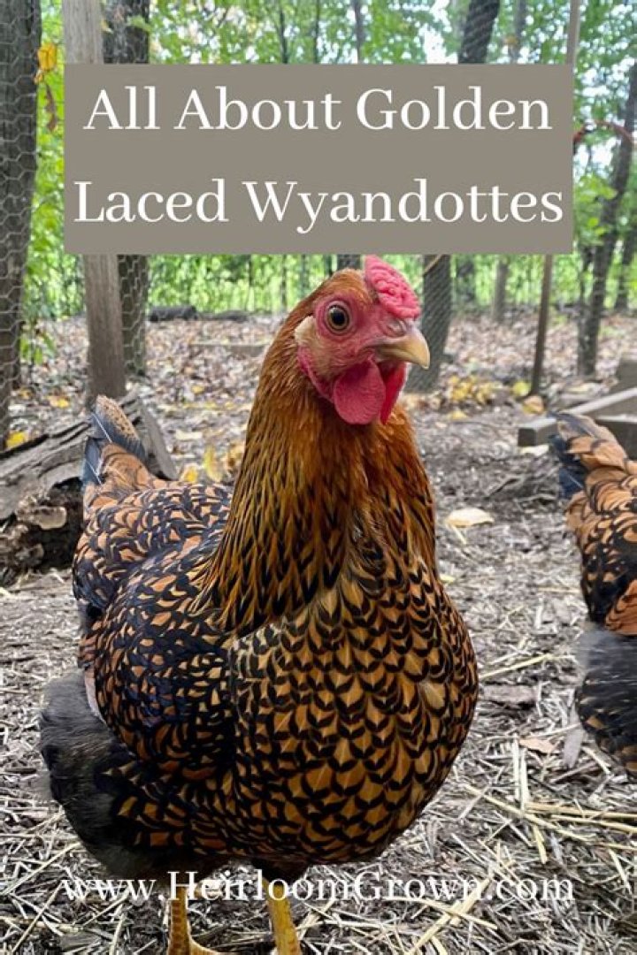 Are golden laced wyandottes friendly?