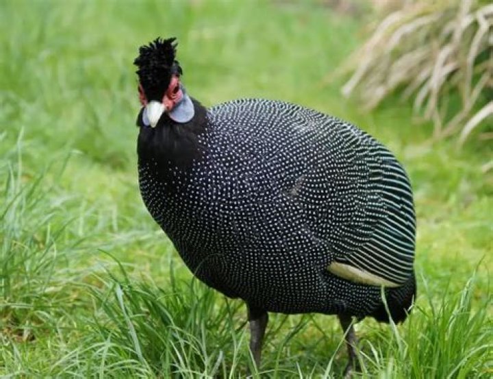 Are guinea fowls aggressive?