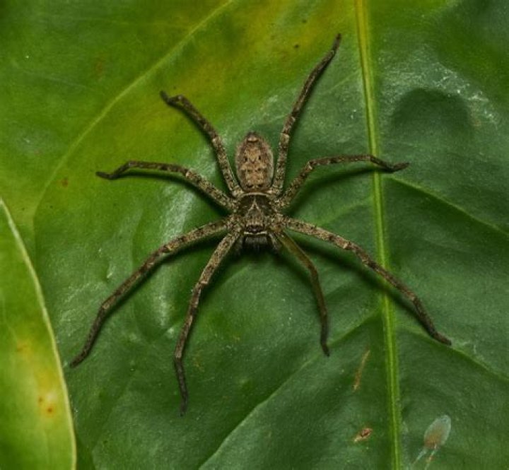 Are heteropoda venatoria poisonous?