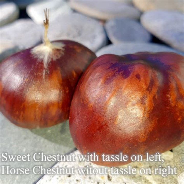 Are horse chestnut edible?