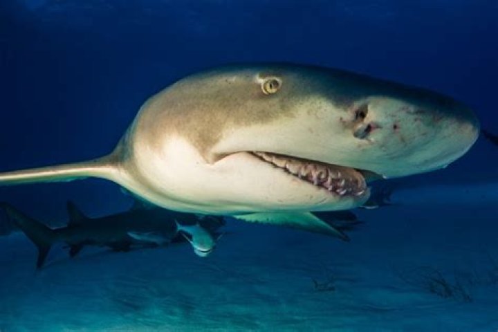 Are lemon sharks dangerous?