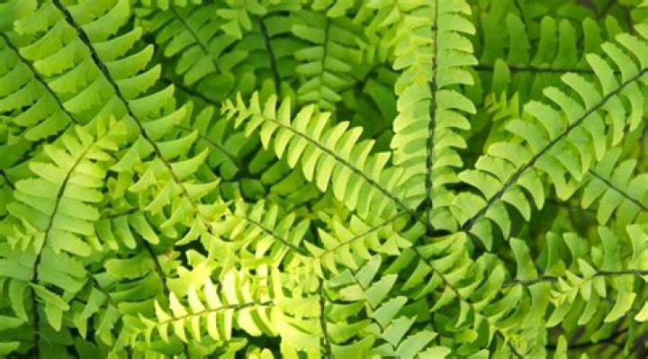 Are maidenhair ferns deer resistant?