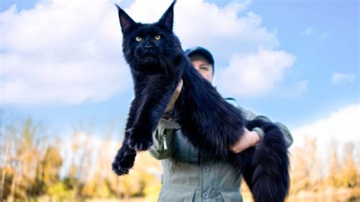 Are maine coon cats good pets?