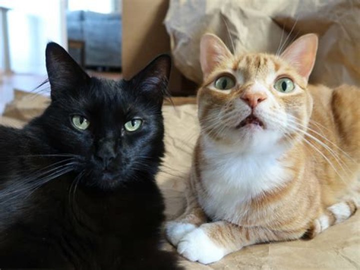 Are marmalade cats always male?