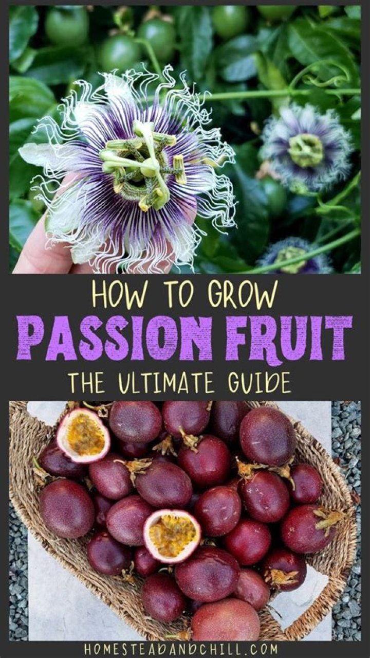 Are maypops and passion fruit the same thing?