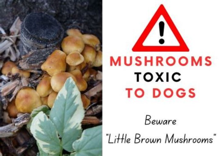 Are mowers mushrooms toxic to dogs?
