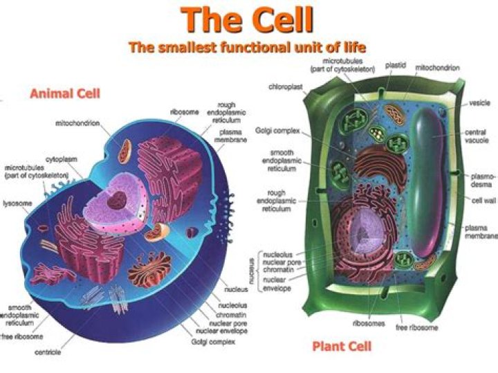 Are organelles the smallest unit of life?
