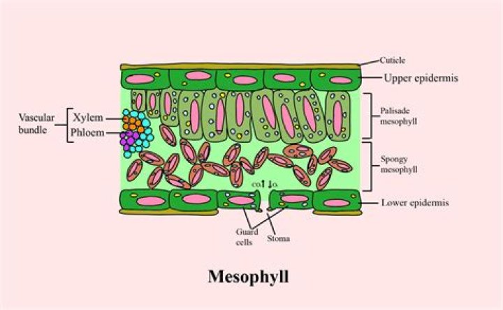 Are parenchyma and mesophyll the same?
