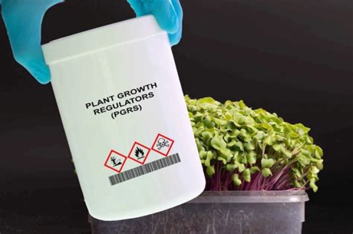 Are pgrs bad for you?