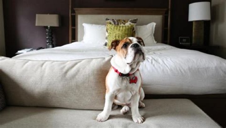 Are premier inns dog friendly?