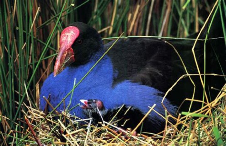Are pukekos native to new zealand?