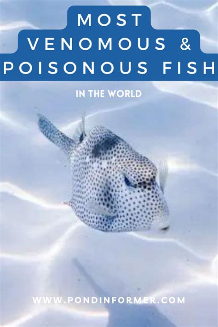 Are razor fish dangerous?
