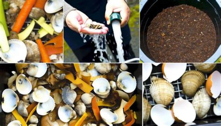 Are scallop shells compostable?