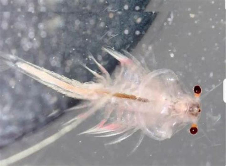 Are sea monkeys brine shrimp?