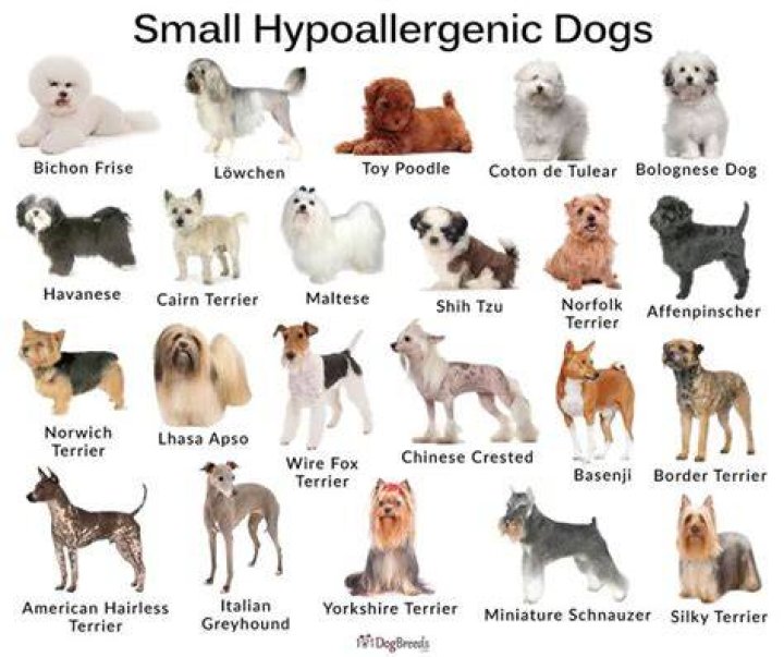 Are shepherd dogs hypoallergenic?