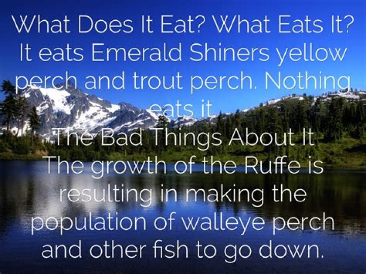 Are shiners good to eat?