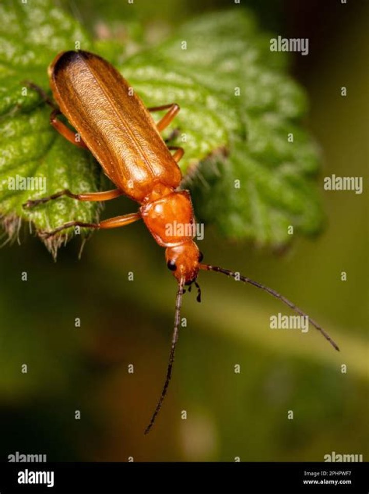 Are soldier beetles dangerous?