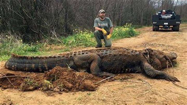 Are there alligators in lake blackshear georgia?