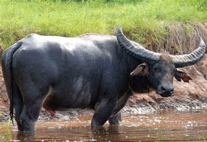 Are there buffaloes in australia?