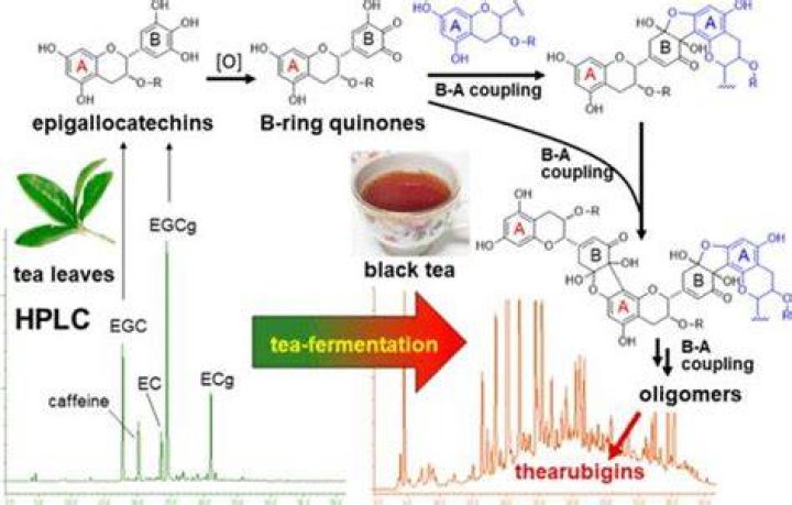 Are there catechins in black tea?