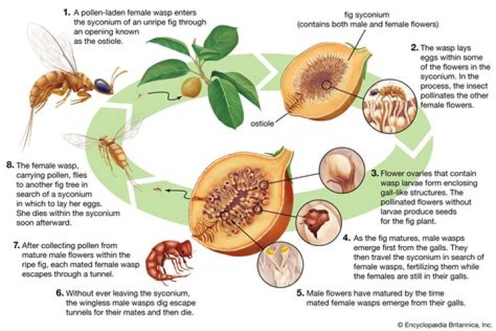 Are there decomposed wasps in figs?