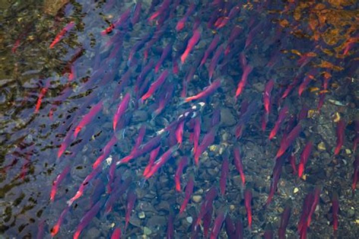 Are there fish in crater lake?