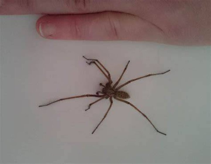 Are uk spiders poisonous?